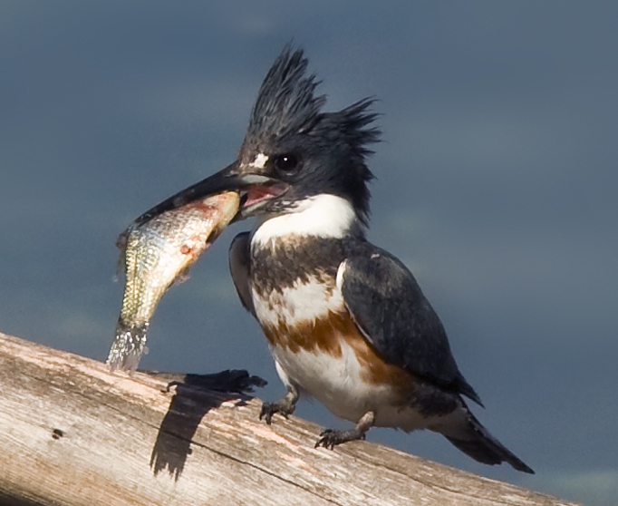 Belted Kingfisher | On the wild side of the Arkansas River valley